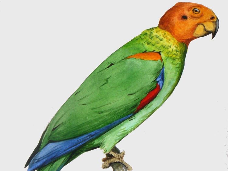 Papoušek, co vypadá jako sup: Jak amazónek lysý zmátl vědce