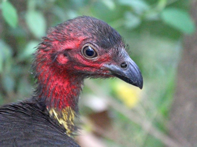 Tabon lesní: Stavitel přírodního inkubátoru, který raději šplhá, než létá